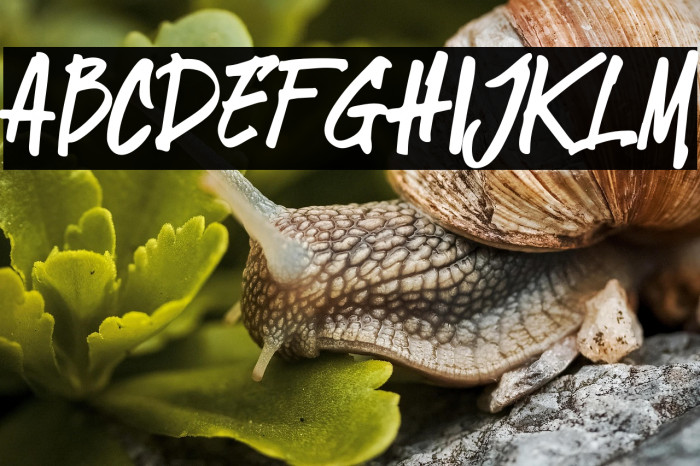 StingkerJackRegular Example 3