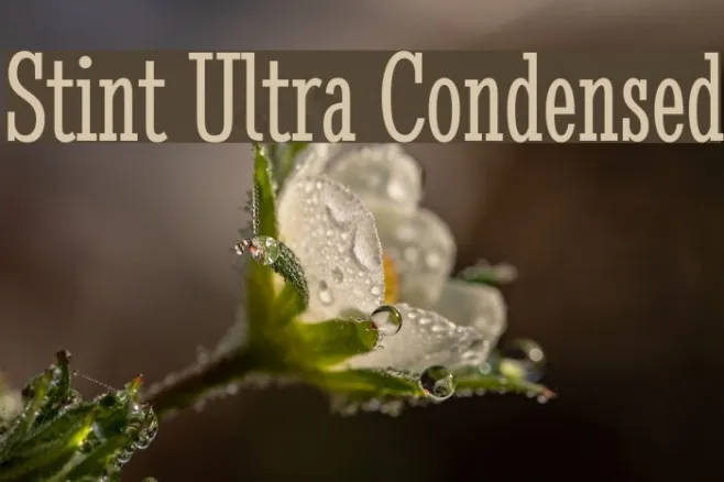 Stint Ultra Condensed Example 3