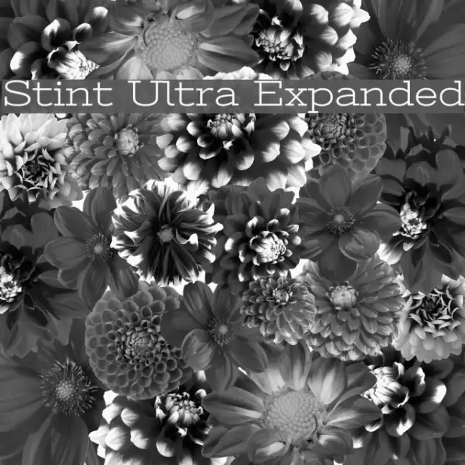 Stint Ultra Expanded Font examples