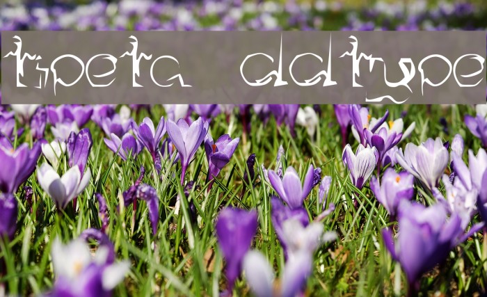 Stipeta Oddtype Font examples