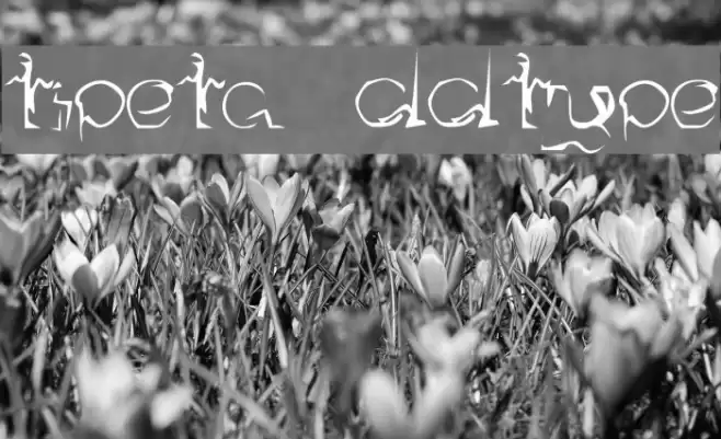 Stipeta  Oddtype Polices examples