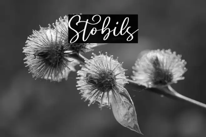 Stobils Font examples