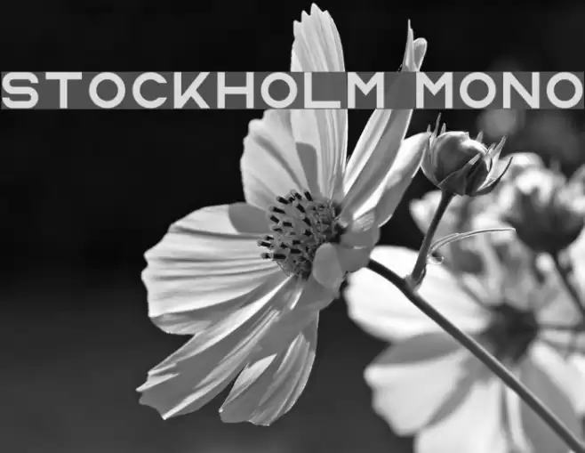 Stockholm Mono Font examples