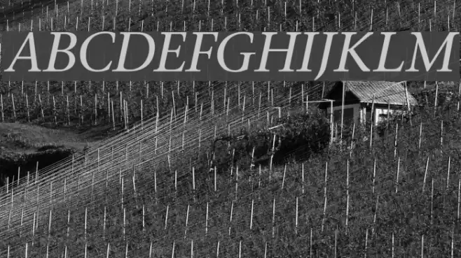 Stone Italic Font examples