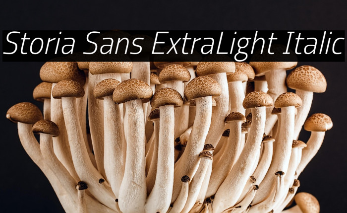 Storia Sans ExtraLight Italic Example 2