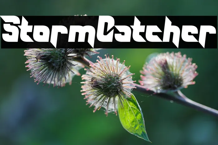 Storm Catcher Example 3