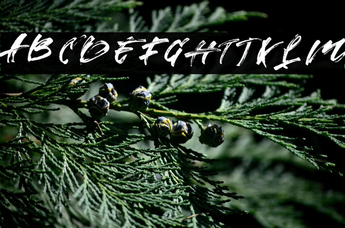 Strade Eqrem FREE Example 3