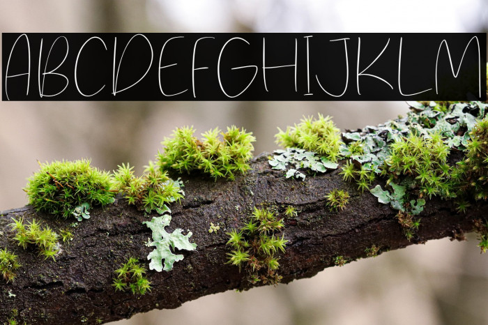 Straight Path Example 3