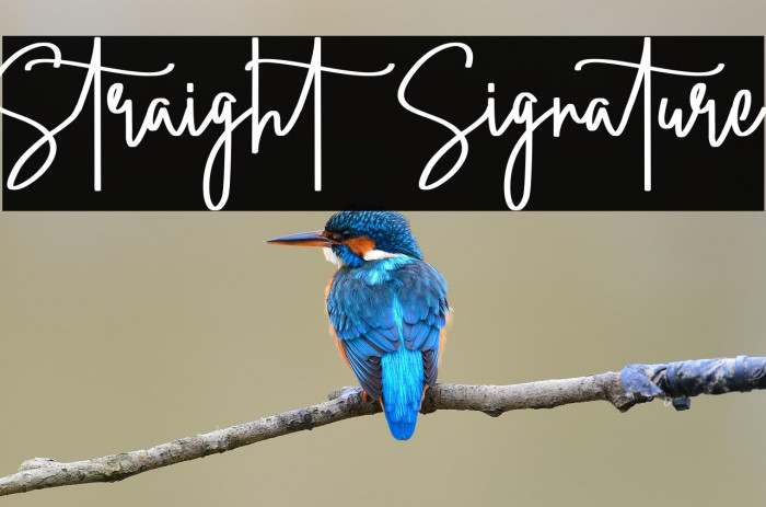 Straight Signature Example 1