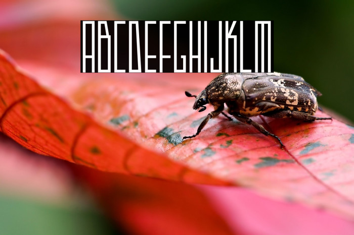 Strak Demo Example 3