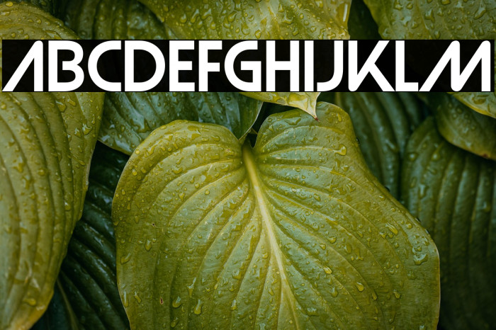 Strasua-Regular Example 3