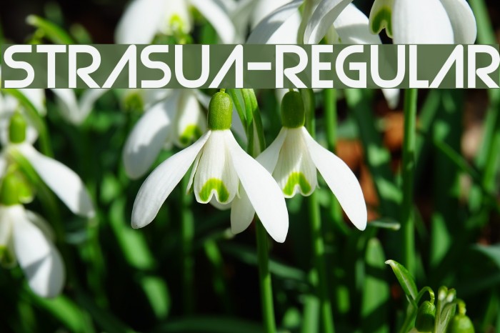 Strasua-Regular Font examples