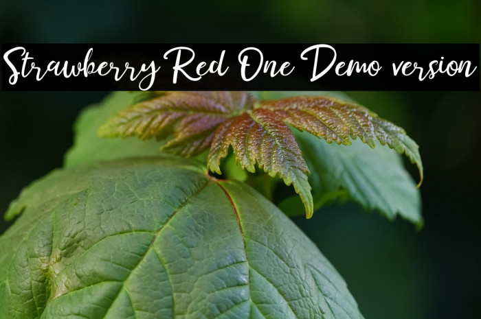 Strawberry Red One Demo version Example 1