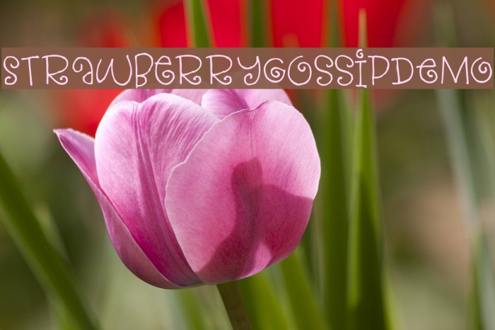 StrawberryGossipDEMO Font examples