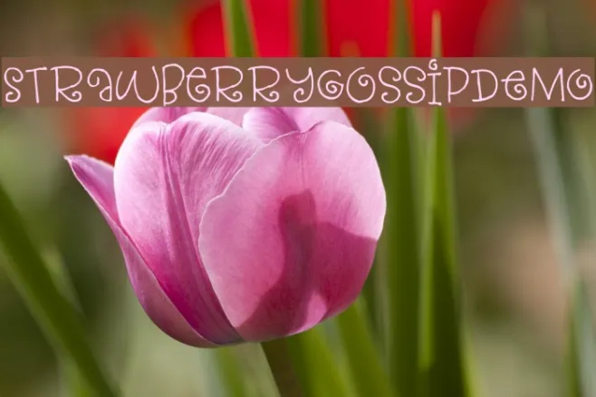 StrawberryGossipDEMO Example 3
