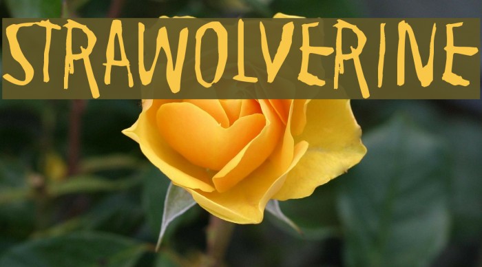 Strawolverine Font examples