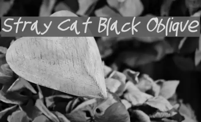 Stray Cat Black Oblique examples