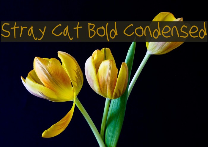 Stray Cat Bold Condensed Font examples