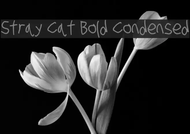 Stray Cat Bold Condensed examples
