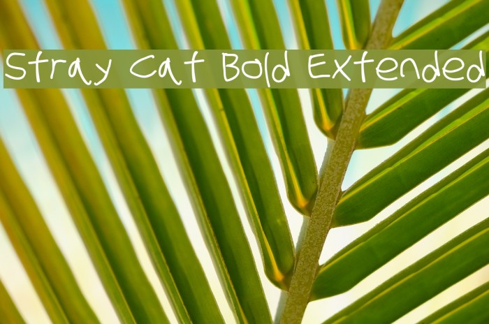 Stray Cat Bold Extended Font examples
