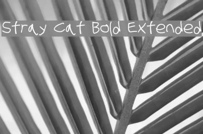 Stray Cat Bold Extended examples