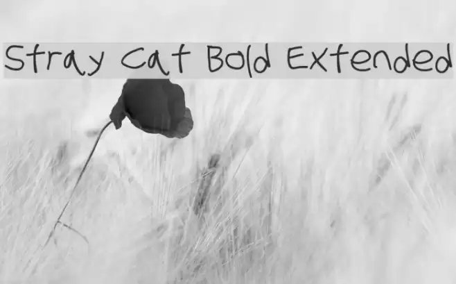 Stray Cat Bold Extended examples
