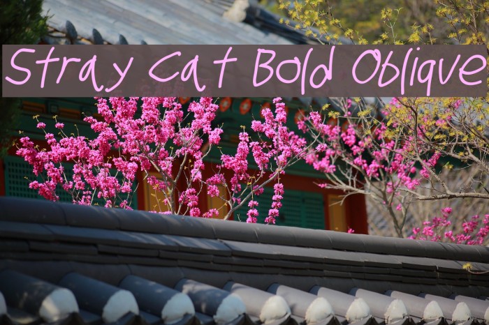 Stray Cat Bold Oblique Example 3