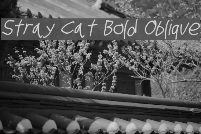 Stray Cat Bold Oblique examples