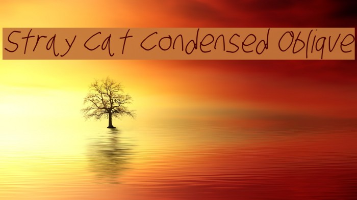 Stray Cat Condensed Oblique Font examples