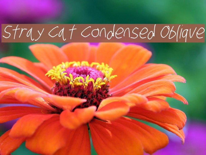 Stray Cat Condensed Oblique Font examples