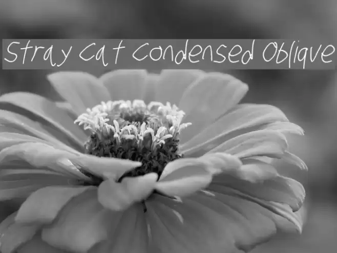 Stray Cat Condensed Oblique フォント examples