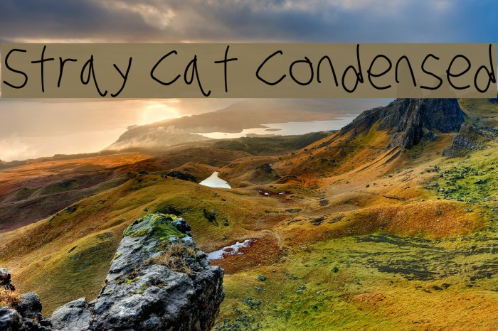 Stray Cat Condensed Example 1