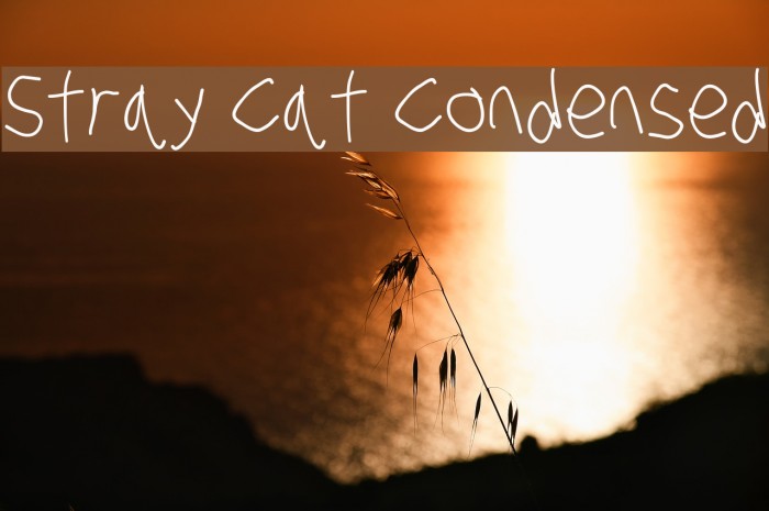 Stray Cat Condensed Example 3