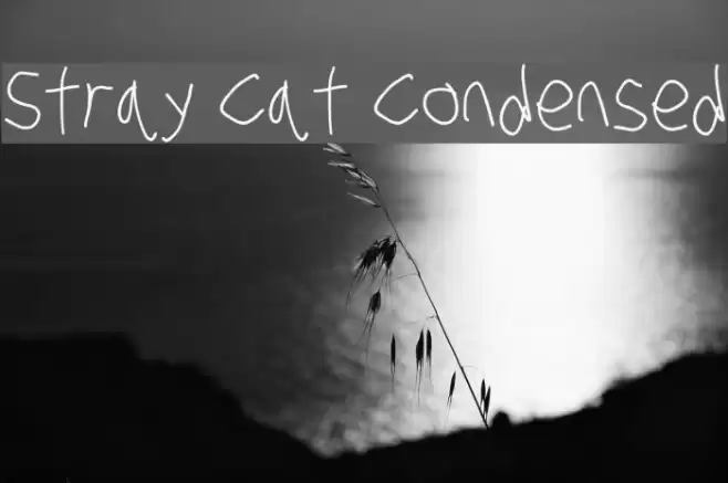Stray Cat Condensed examples