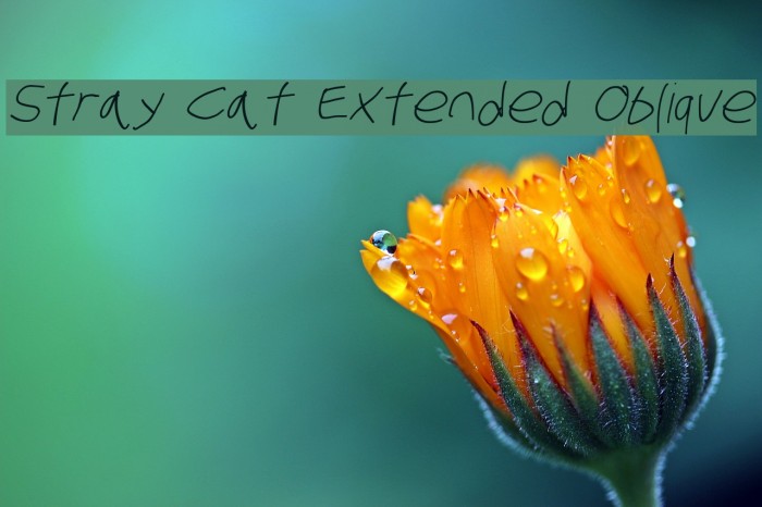 Stray Cat Extended Oblique Font examples