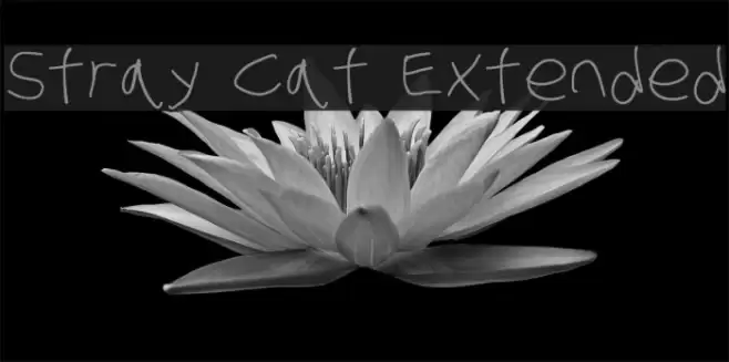 Stray Cat Extended examples