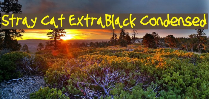 Stray Cat ExtraBlack Condensed Example 2