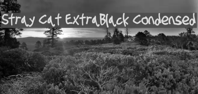 Stray Cat ExtraBlack Condensed  examples