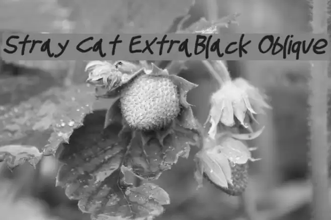 Stray Cat ExtraBlack Oblique  examples