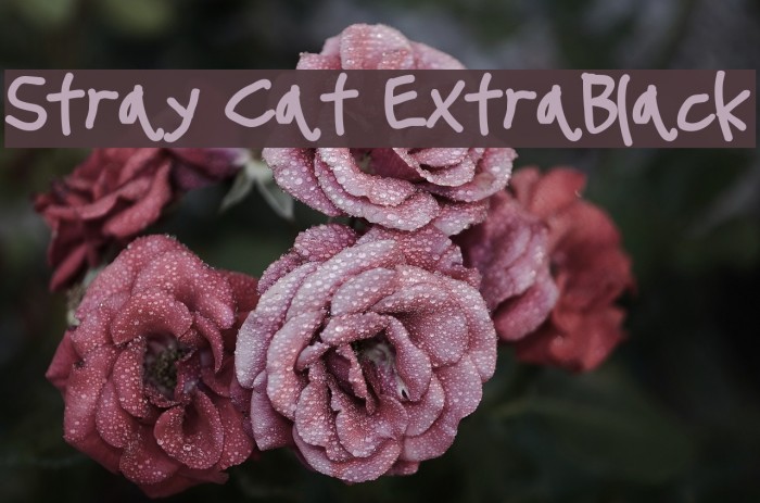 Stray Cat ExtraBlack Font examples