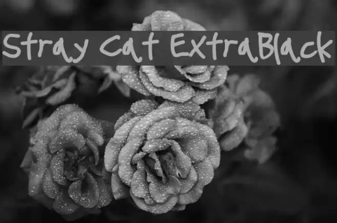 Stray Cat ExtraBlack examples