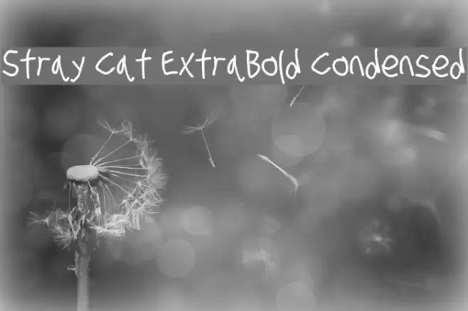 Stray Cat ExtraBold Condensed examples