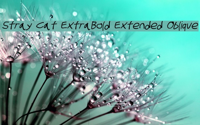 Stray Cat ExtraBold Extended Oblique Font examples