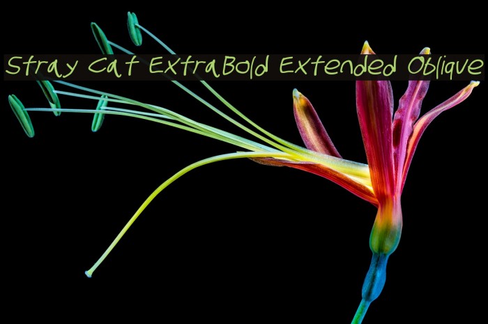 Stray Cat ExtraBold Extended Oblique Font examples
