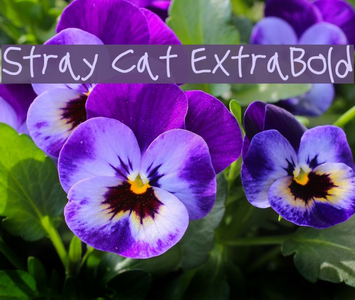 Stray Cat ExtraBold Font examples