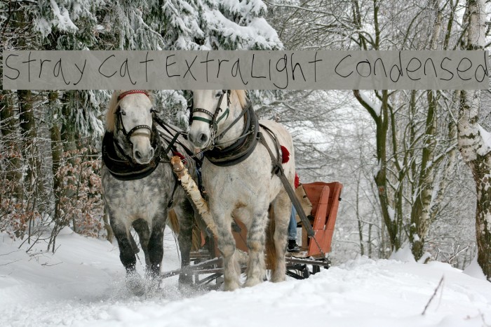 Stray Cat ExtraLight Condensed Font examples