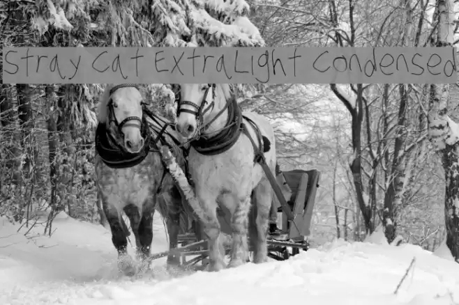 Stray Cat ExtraLight Condensed Font examples