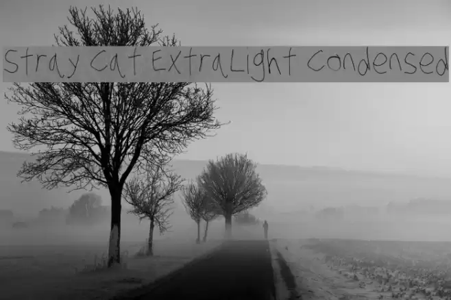 Stray Cat ExtraLight Condensed Font examples