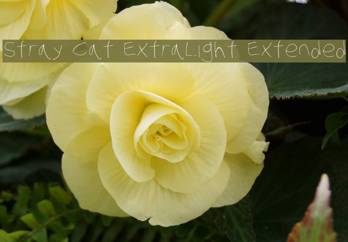 Stray Cat ExtraLight Extended Font examples