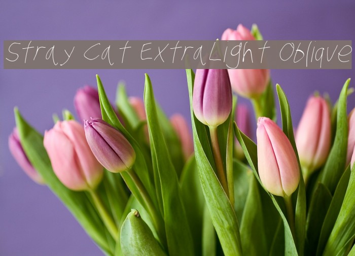 Stray Cat ExtraLight Oblique Font examples